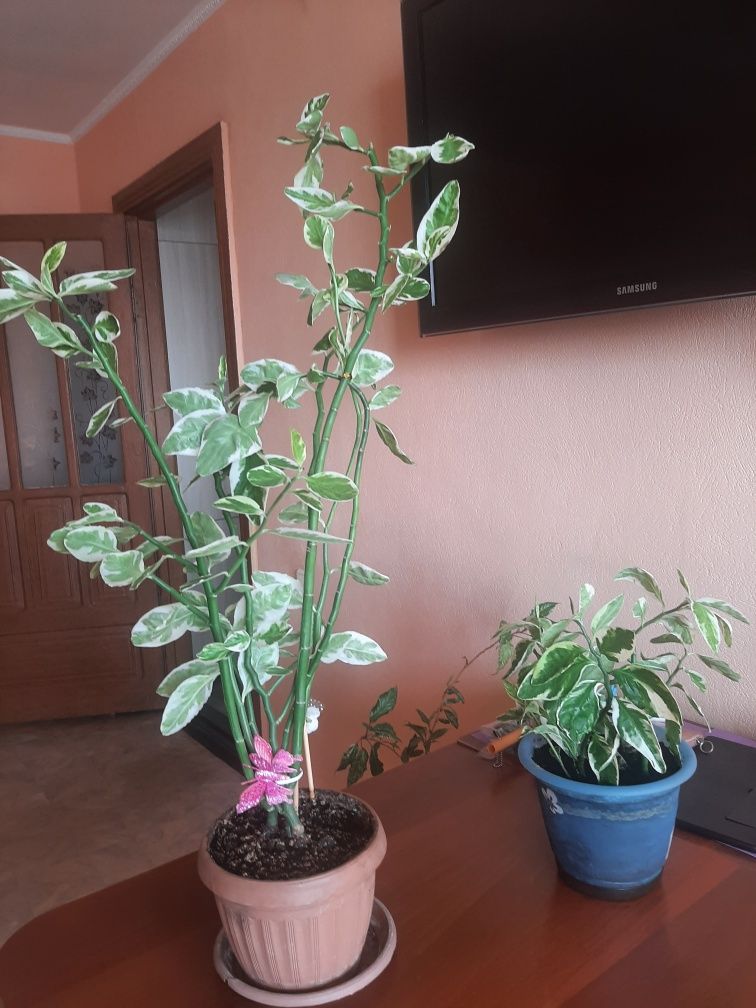 Комнатное растение