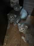 Продам двух кошек и котят