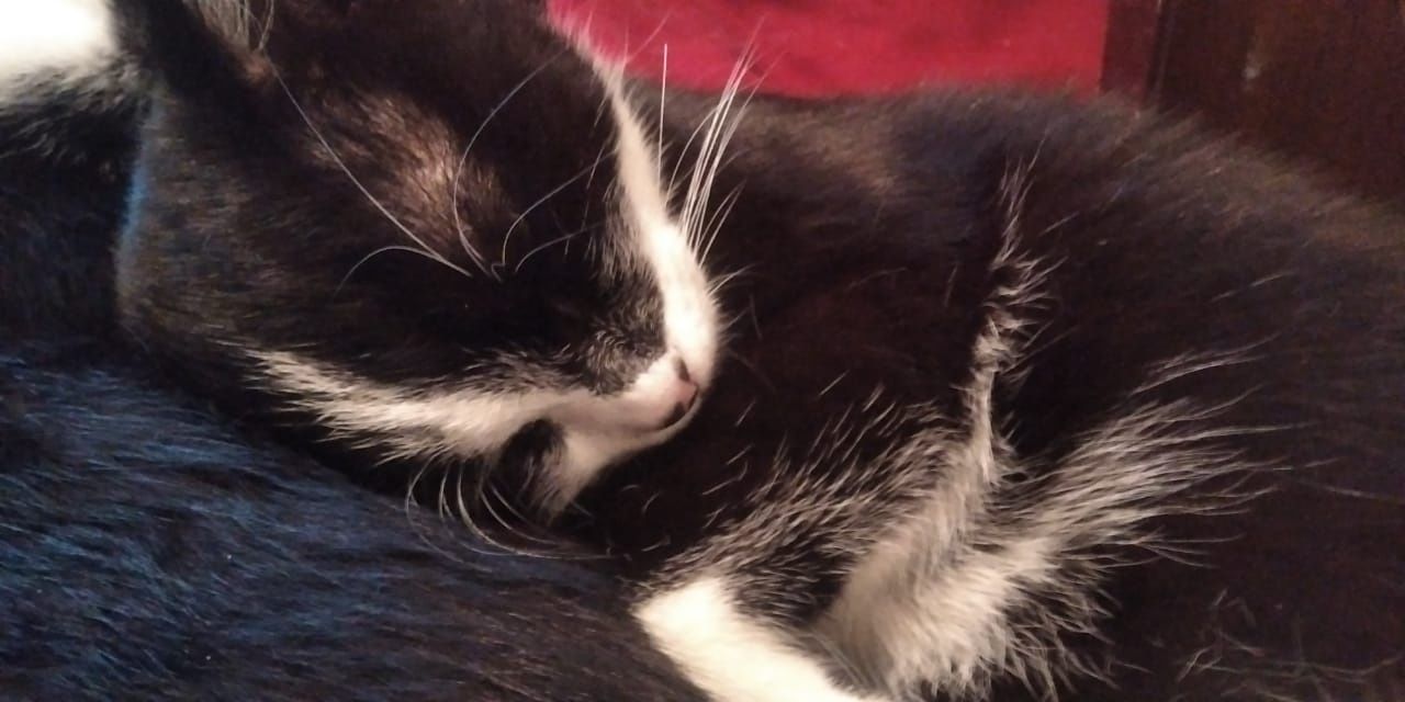 кошки Шымкент кошки