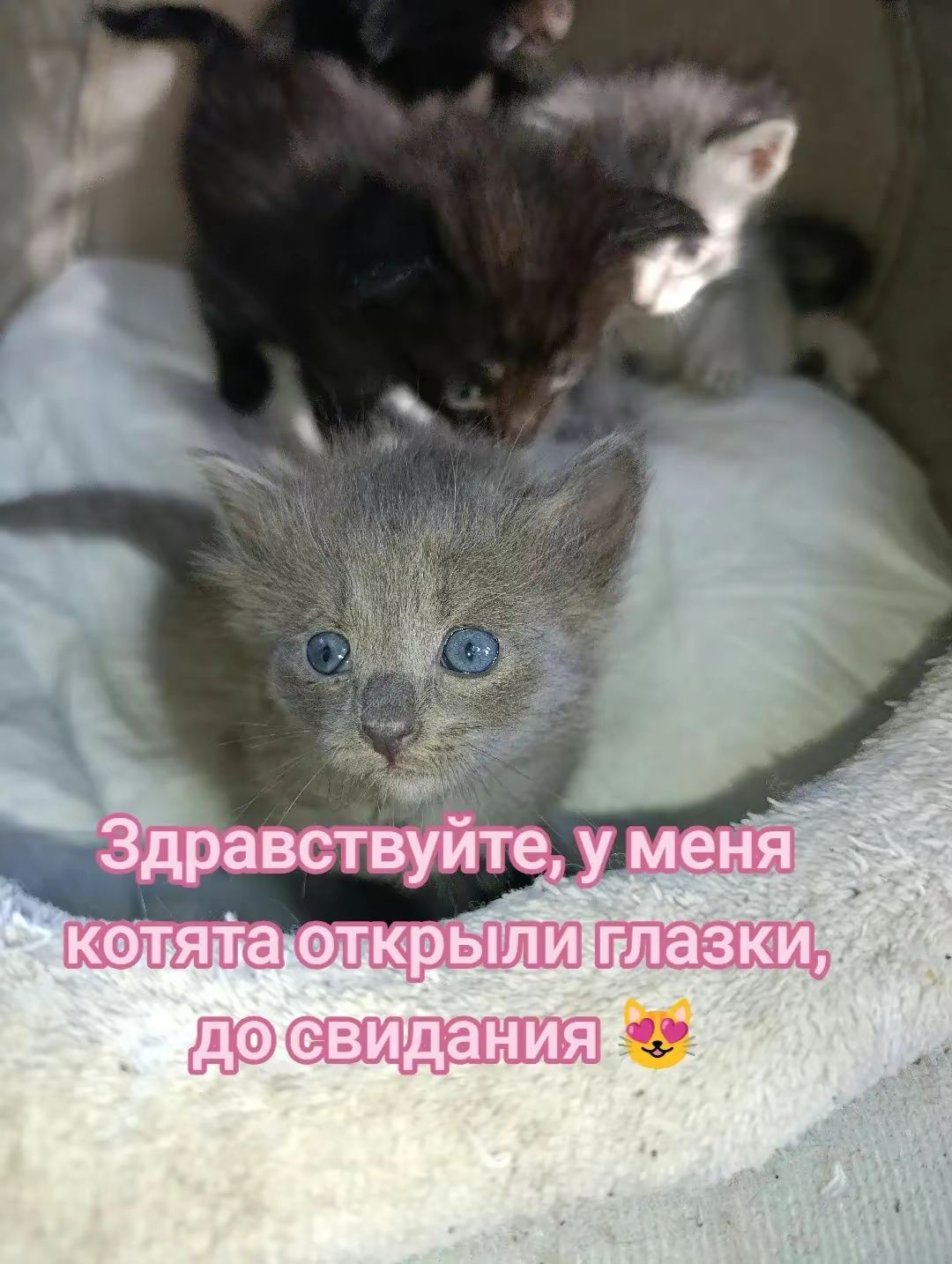 Котята в самые добрые любящие руки