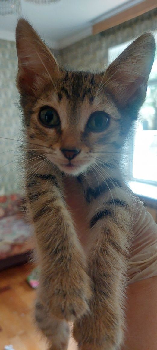 Котята 2 5 месяца.