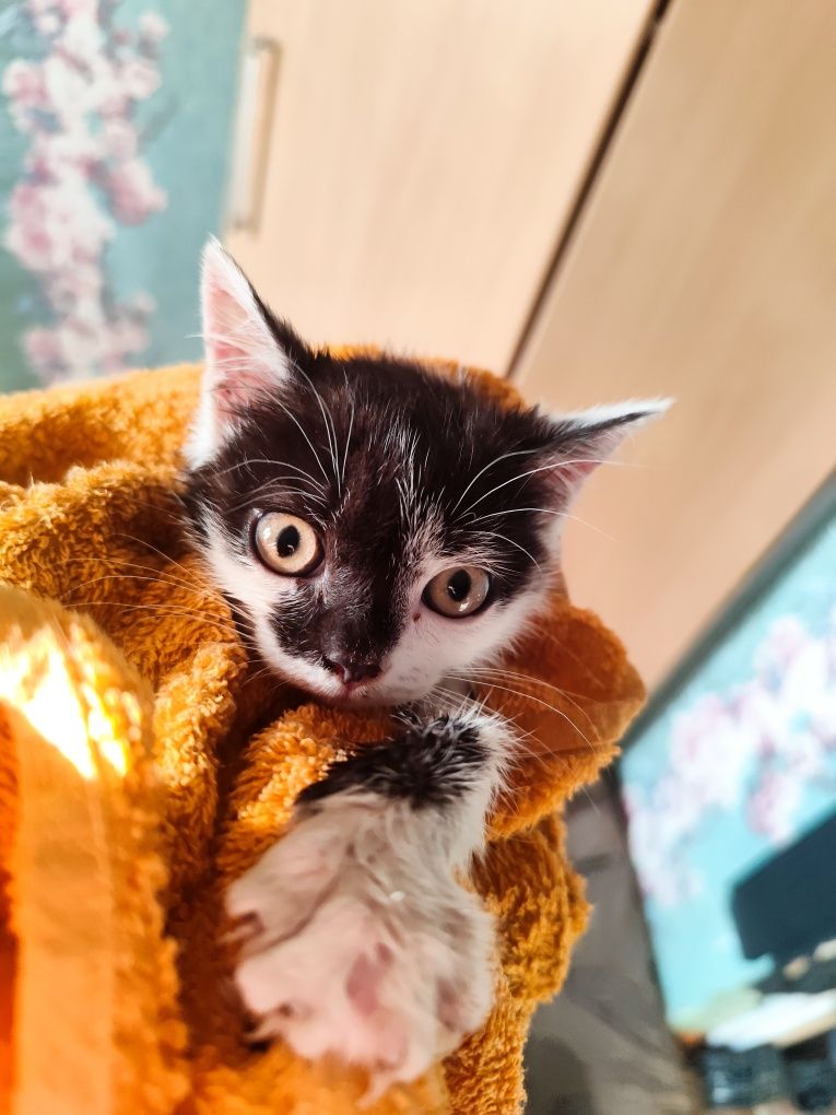 Отдам котенка в добрые руки