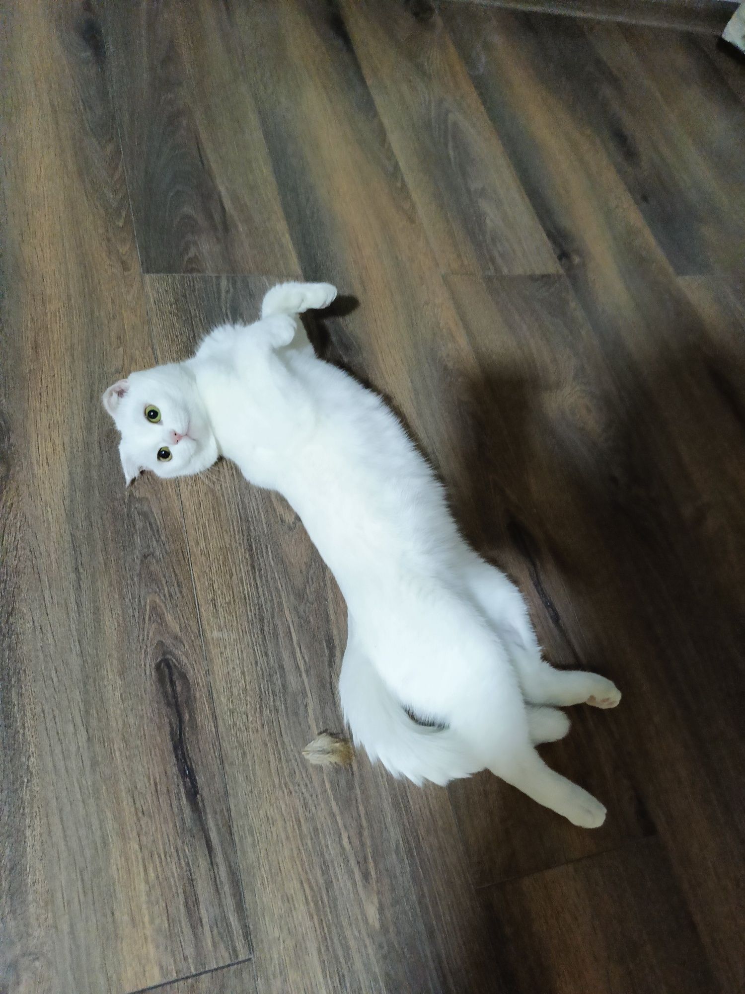 Отдаётся кот в добрые руки