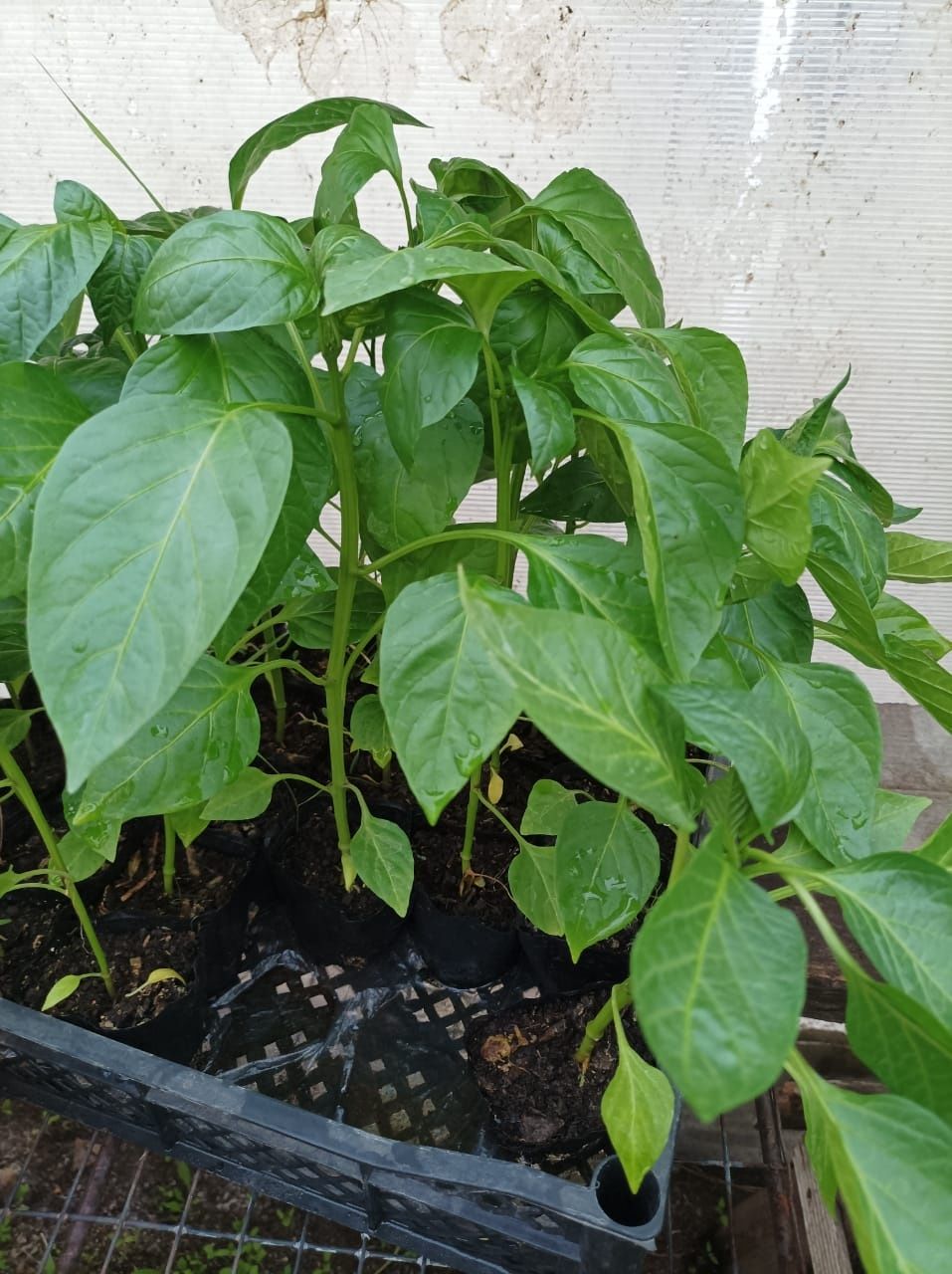 Продам рассаду разную