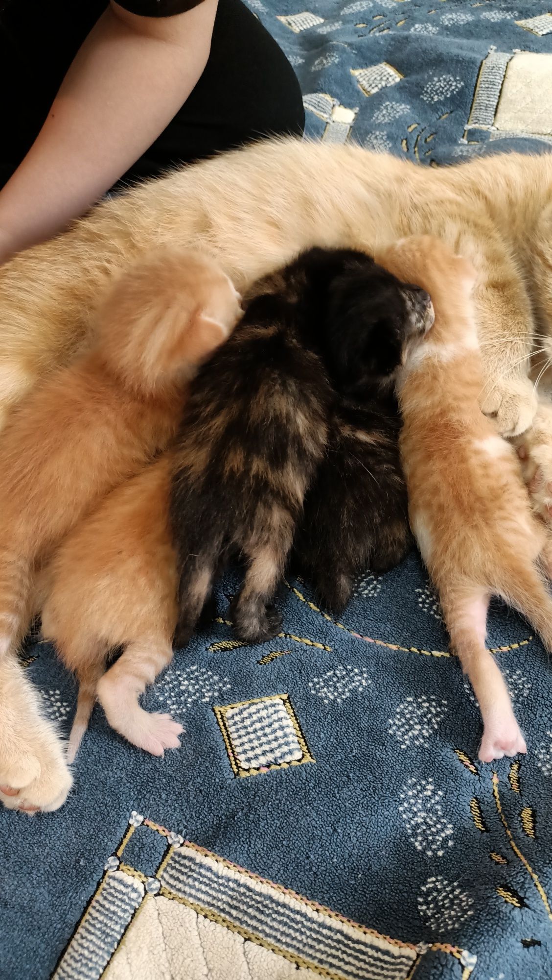 Отдам рыжие котята