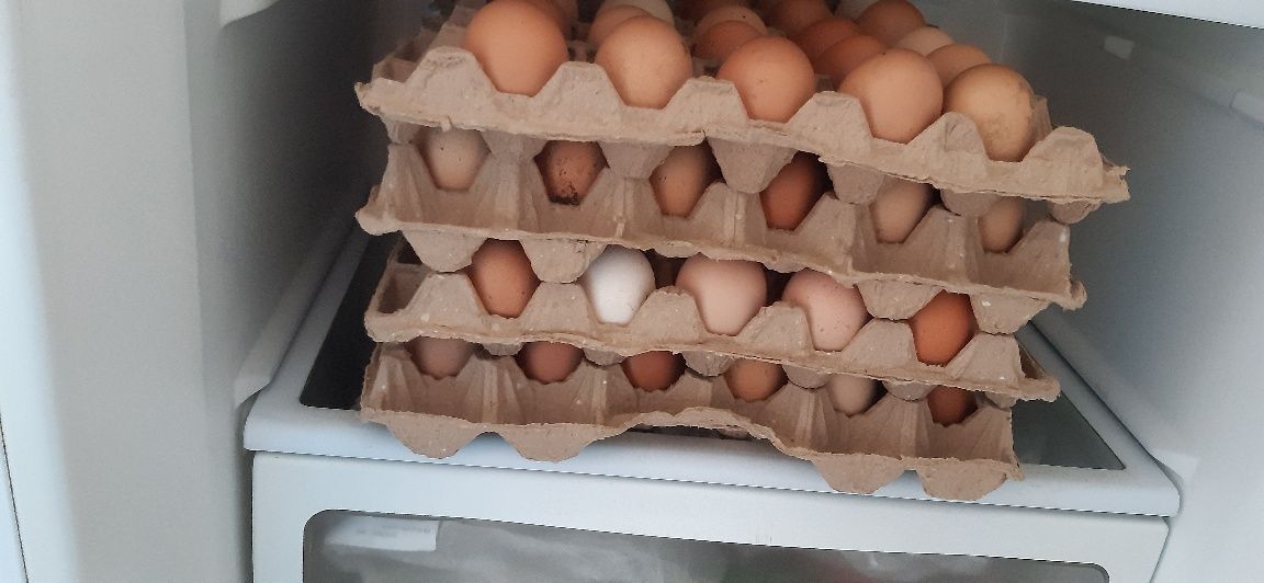 Домашние куриные яйца