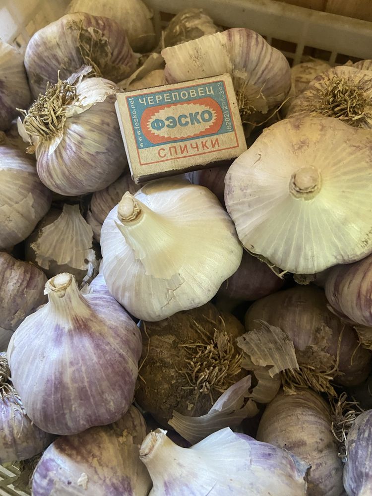 Продам чеснок домашний