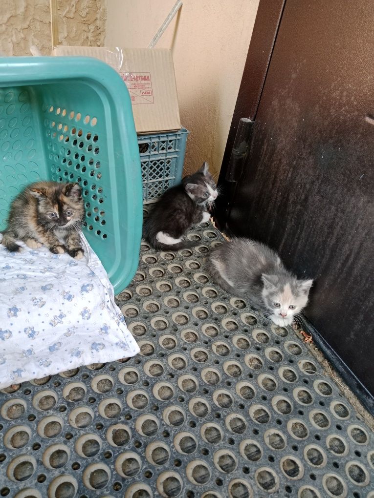 Отдам котят в добрые руки бесплатно.