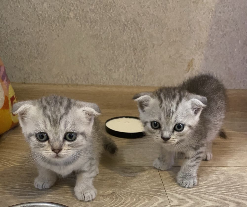 Продам породистых котят