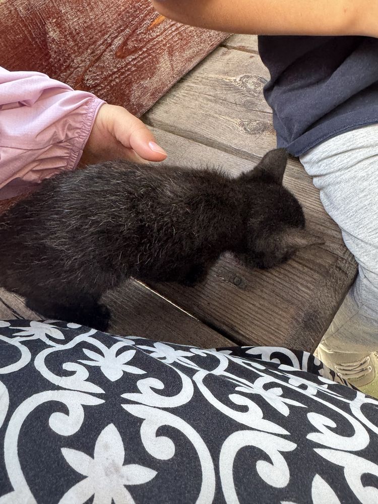 Котенок кот ищет дом