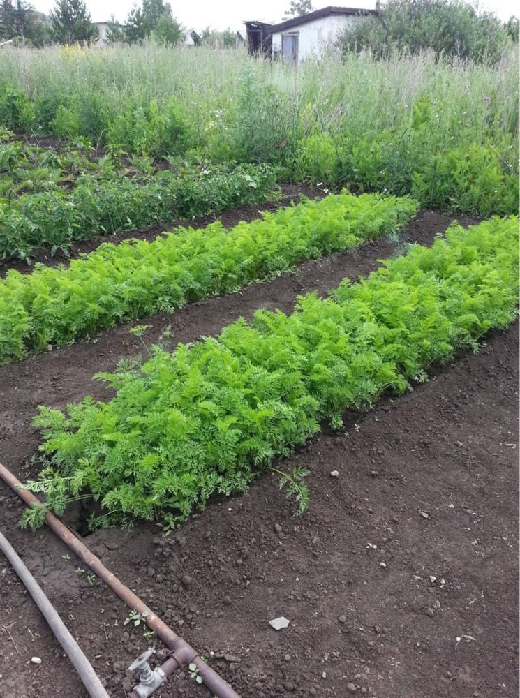 Срочно продам  дачу в районе между Аэропортом и опытным полем!