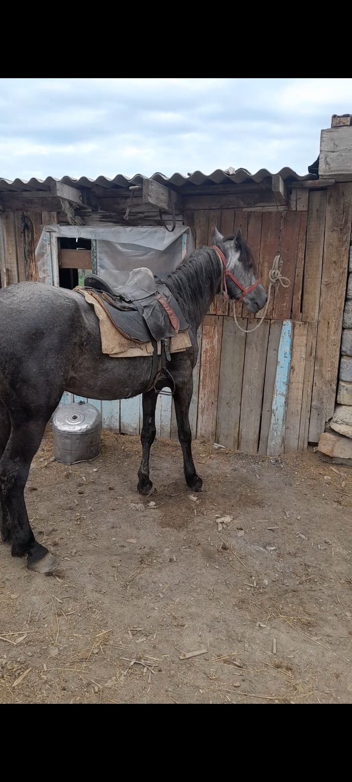 Продам четырёх годовалого