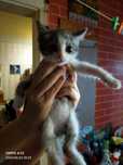 Отдам  котят  в добрые руки за благодарность . Очень красивые.