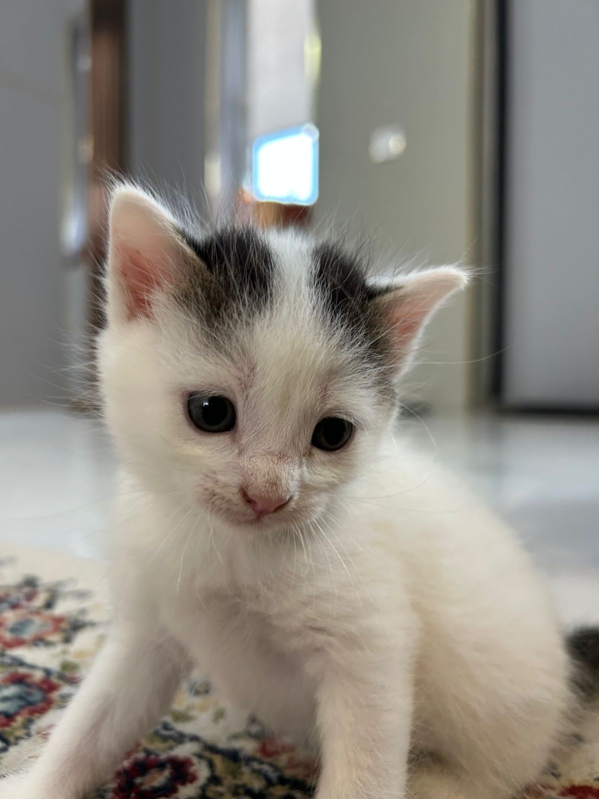 Отдам котенка  в хорошие руки