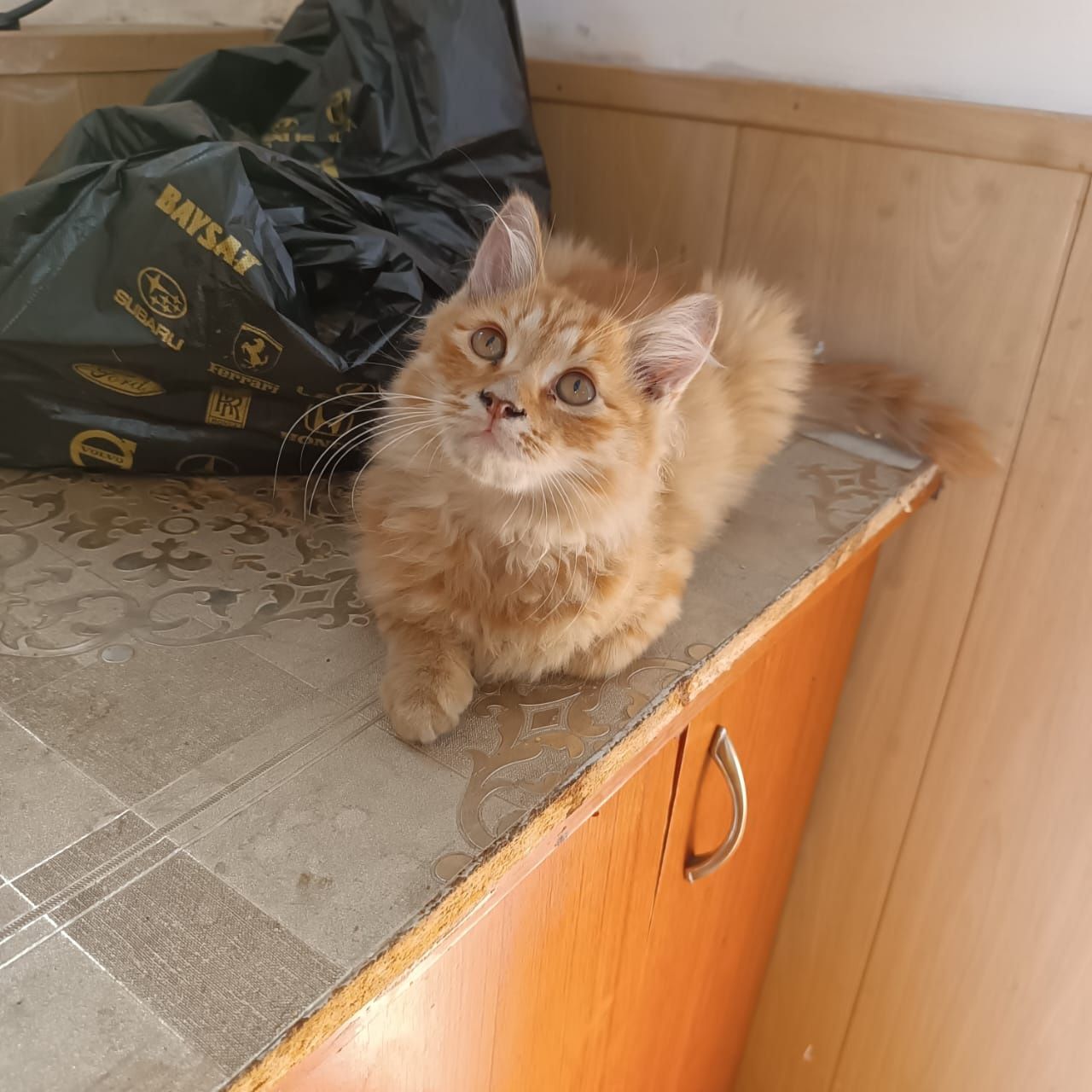 Котенок- мальчик