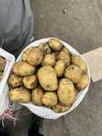 Картофель (белый )(красный)