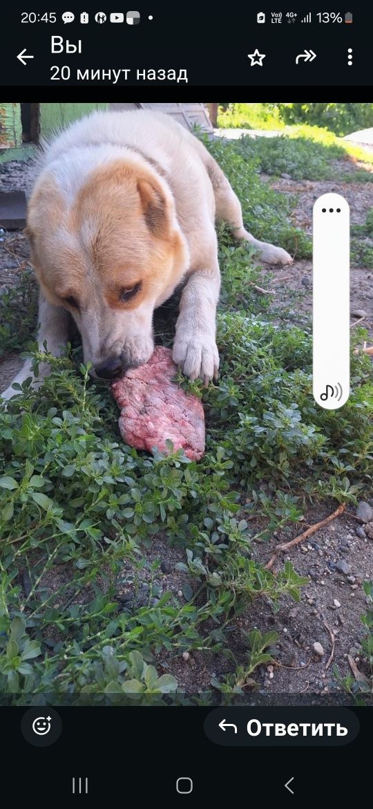 Щенки Алабая собаки
