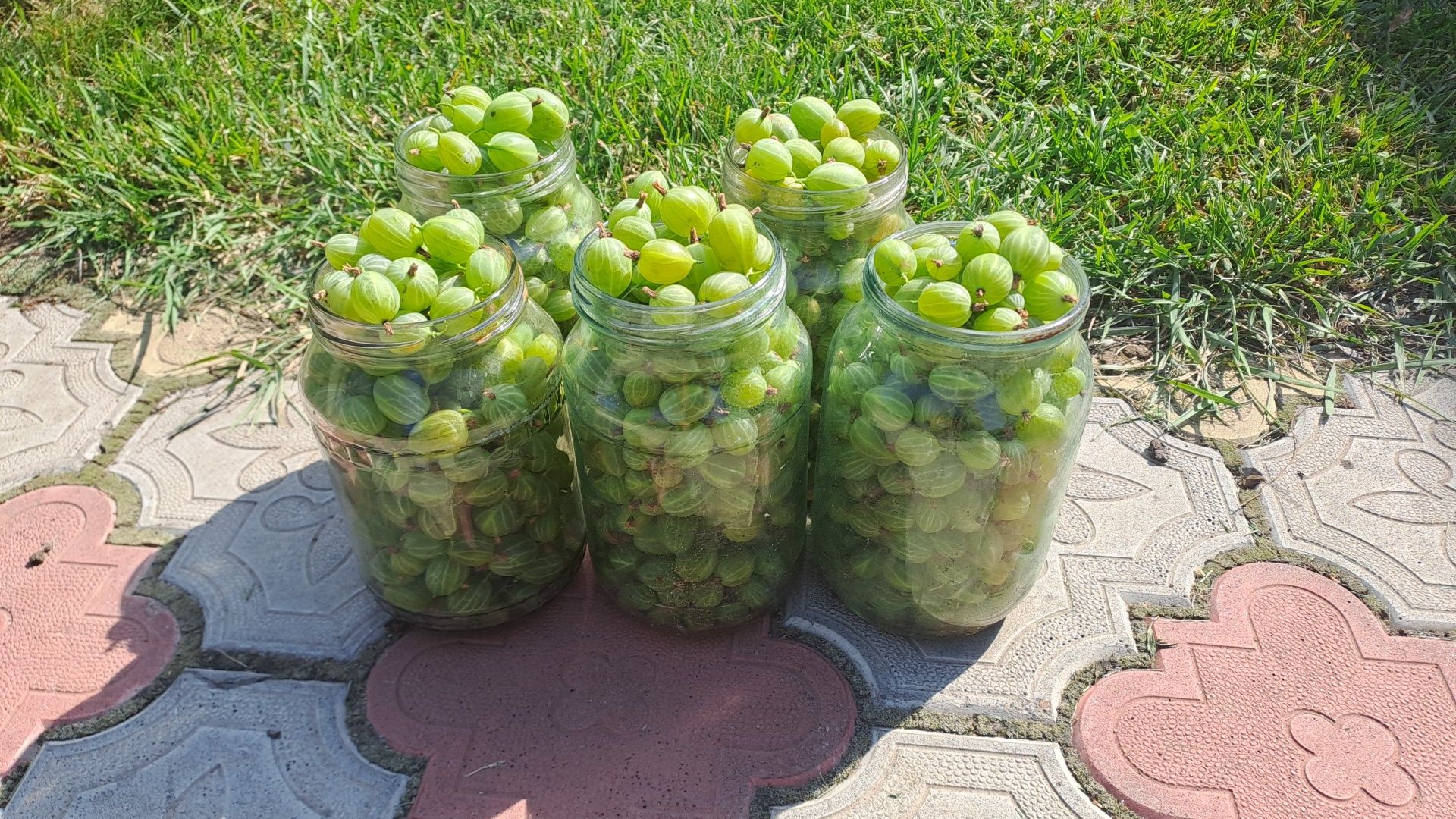 продам крыжовник