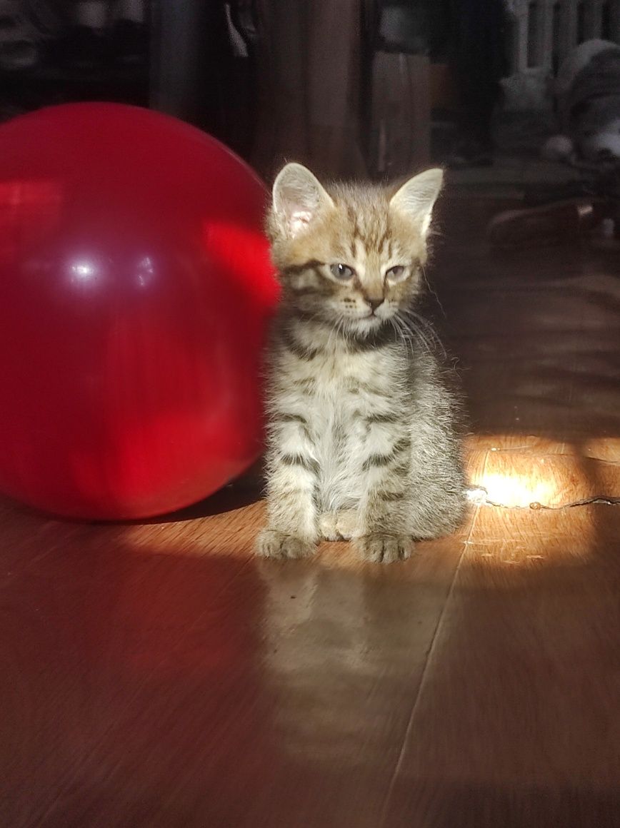 Отдам котят срочно