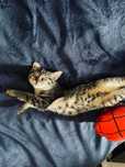 Отдадим кота в хорошие руки