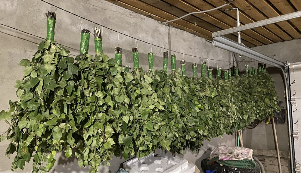 Продам свежие берёзовые веники