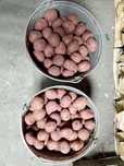Семенной картофель
