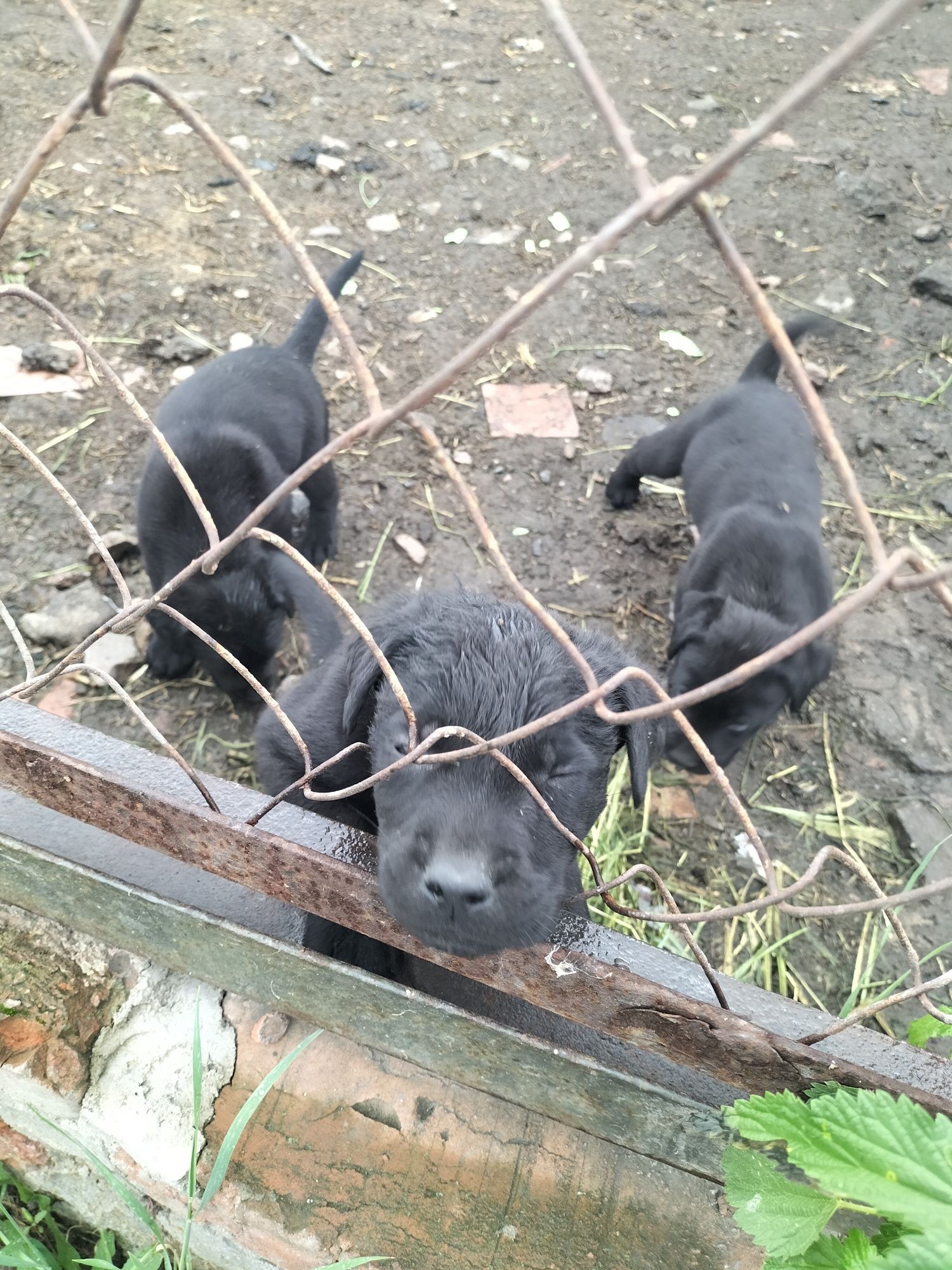 Продам щенят породы лабрадор