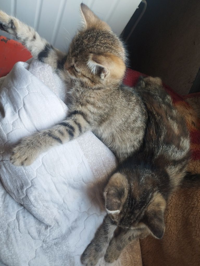 Отдам в добрые руки котят