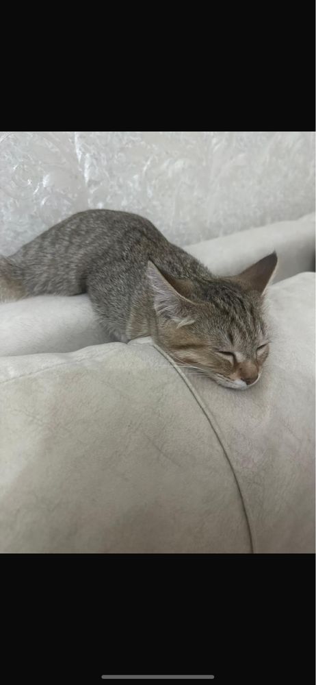 Клтенок девочка 4 месяца