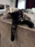 Котенок, вислоухий