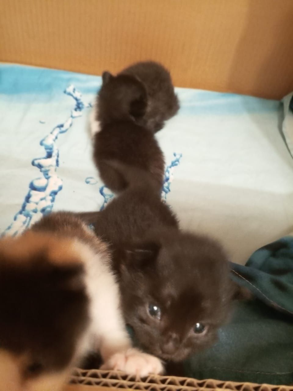 Отдам котят в хорошие руки к лодку приученные  блох нету чистые