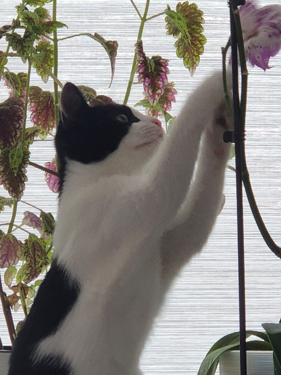 Кошечка Малышка в самые любящие руки!
