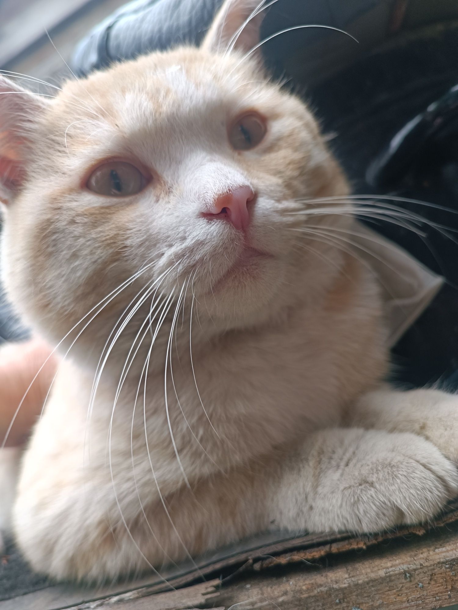 Отдам рыжего котика