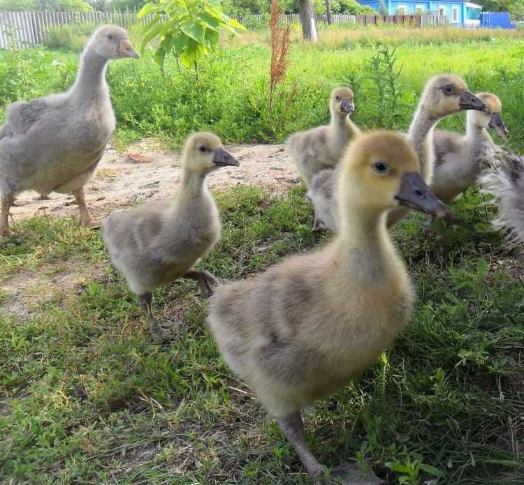 Продам недельных гусят породы - Линда крупно -серые.
