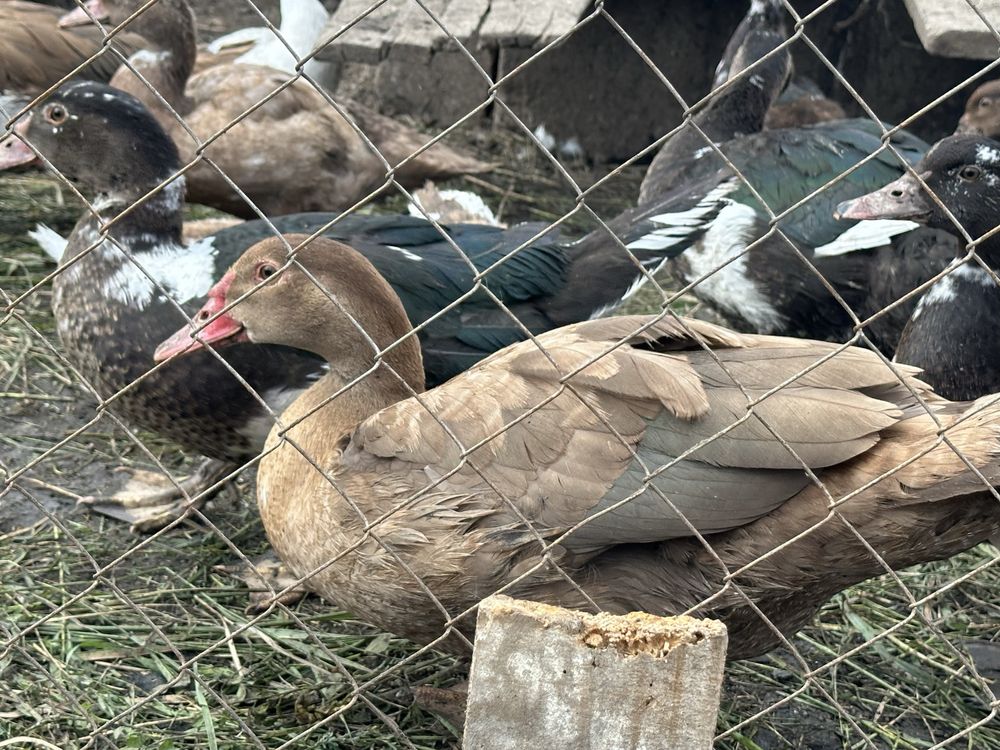 Продам индоуток молодняк