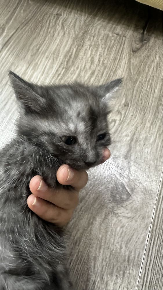 Котята 3 мальчика 1 девочка