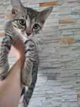 Красивый котенок в добрые руки