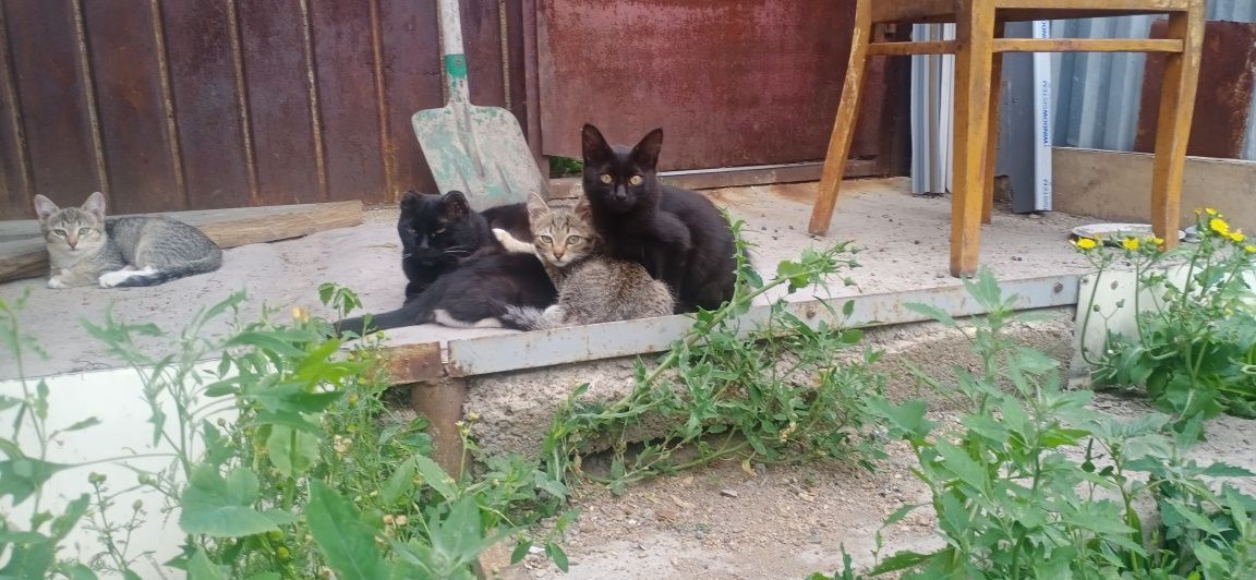 Отдам в хорошие руки красивых котят
