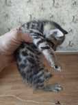 Продам бенгальских котят!