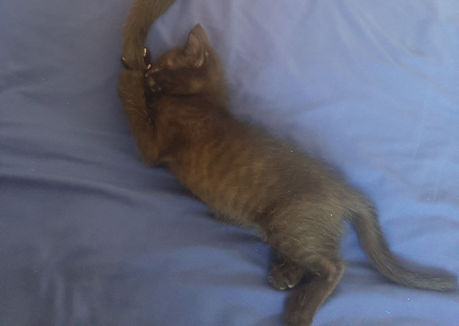 Отдам котёнка за шоколадку