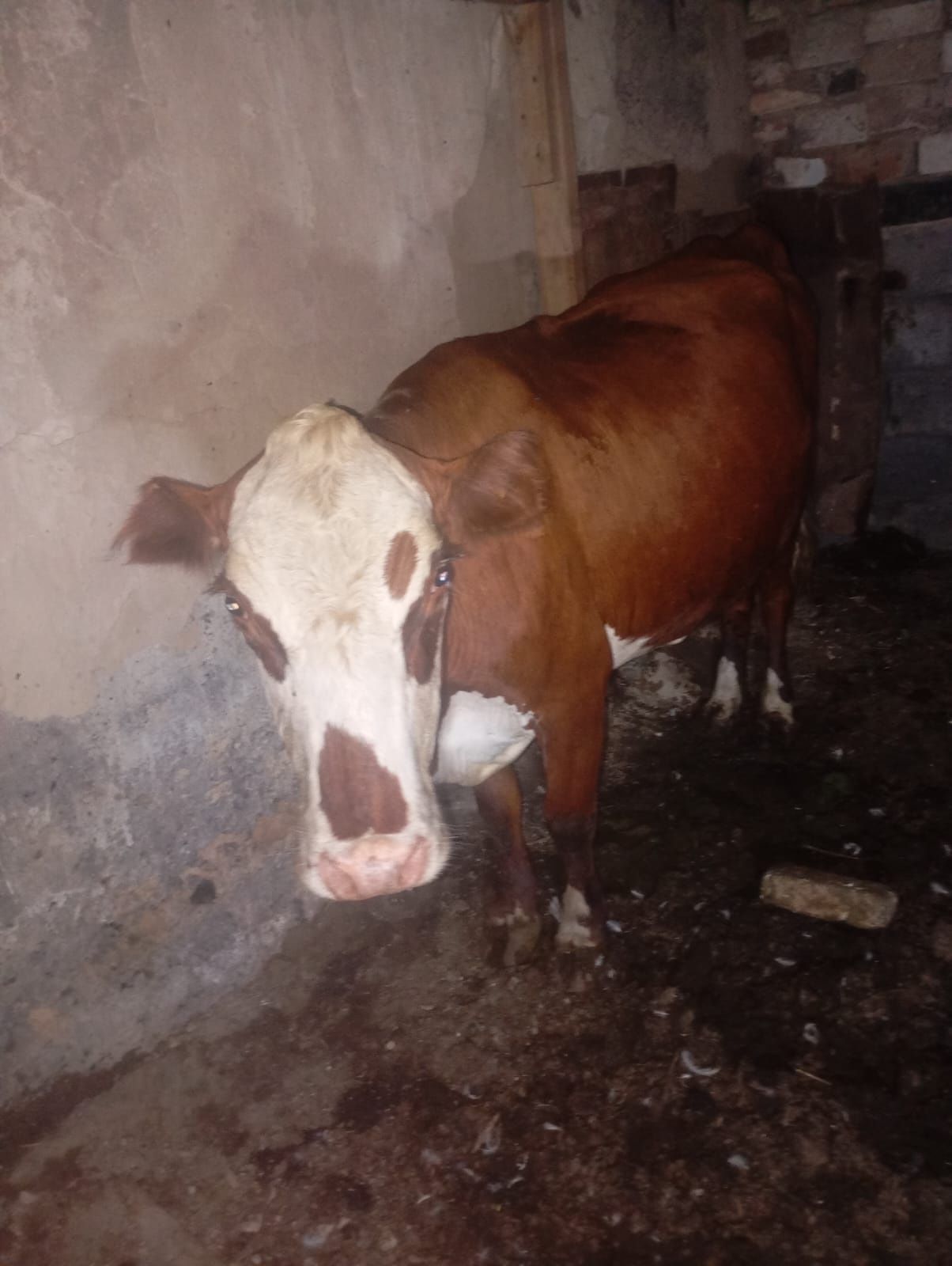 Продам корову белоголовую