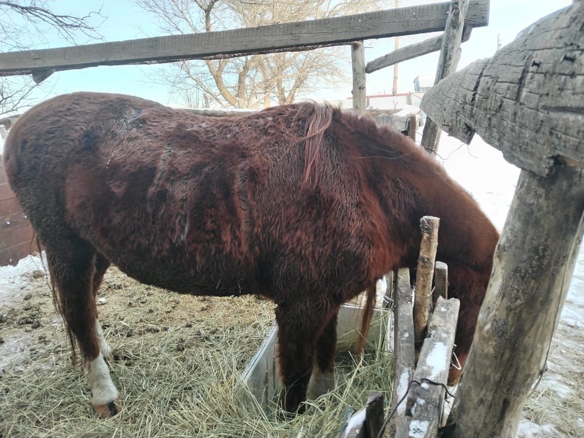 Продам мерина (лошадь),  в круг обученный. Спокойный,  обучен к арбе