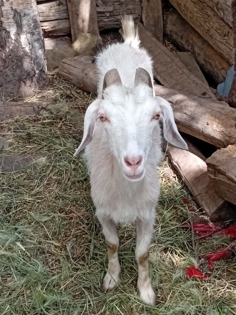Продам козу хорошая