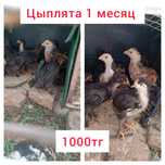 Продам цыплят 1 месяц