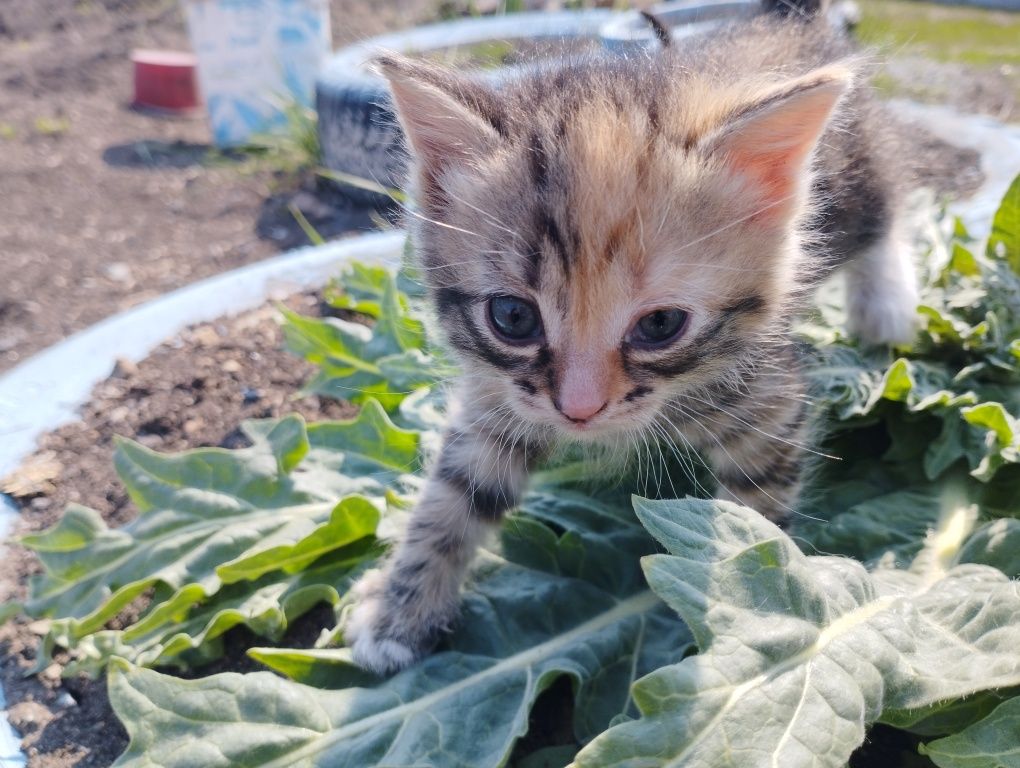 Отдам котят в хорошие руки
