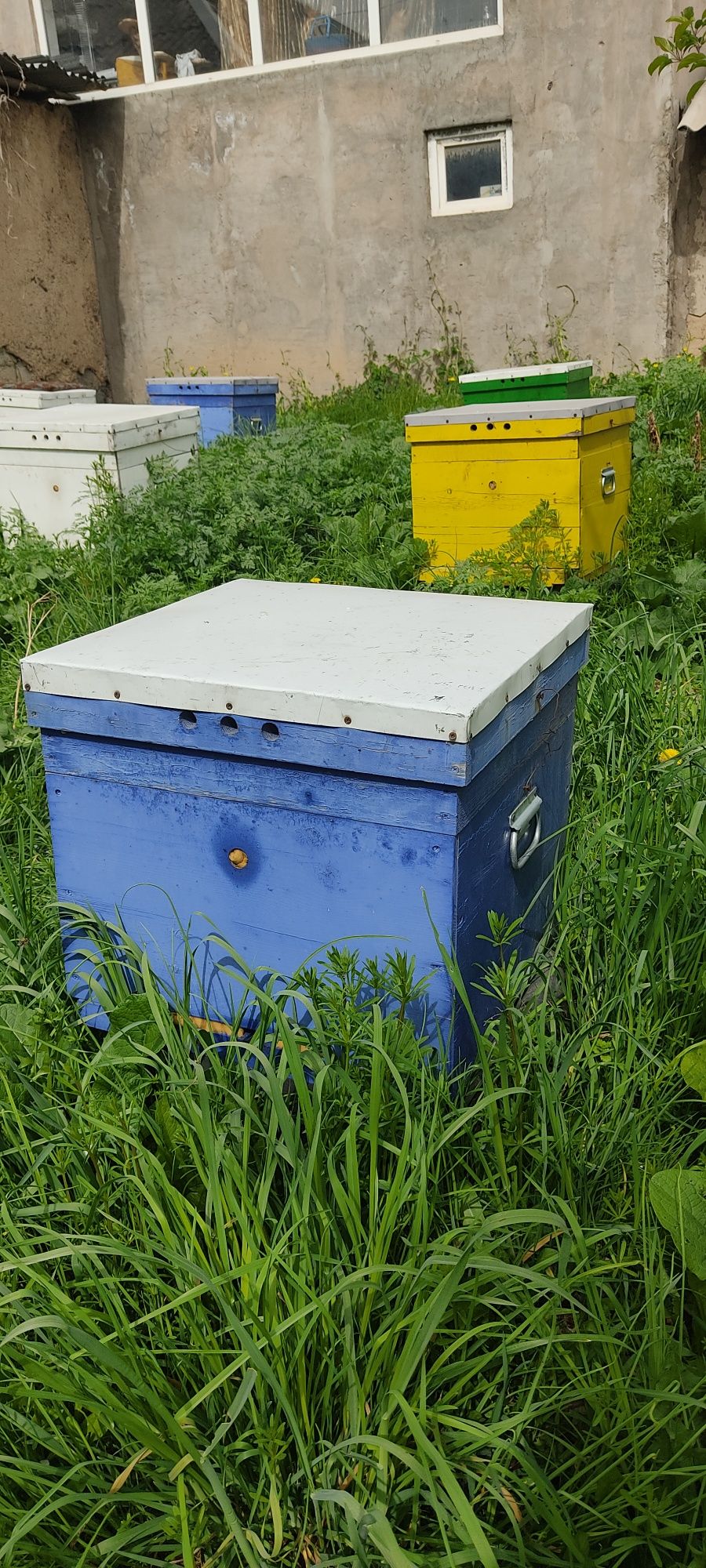 Продам пчёл, улья,пчелоинвентарь.