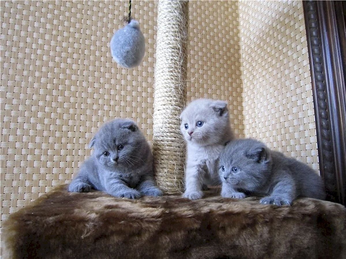 Вислоухие Шотландские котята
