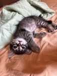 Отдам добрые руки 1 котенка