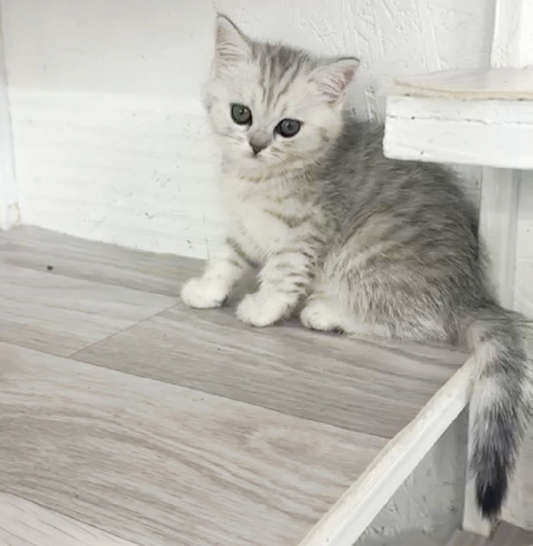 Шотландские котята