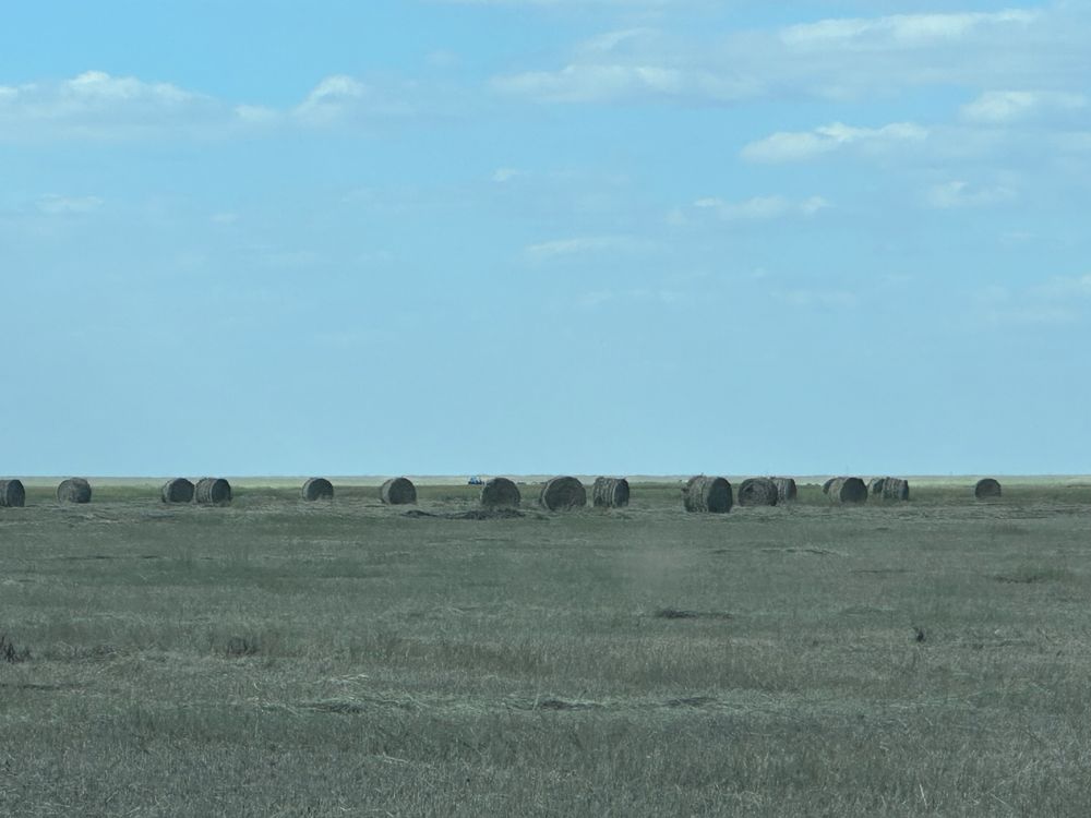 Шөп,сено ,трава,көлдің шөбі